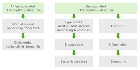 Haemophilus Influenzae Infections Treatment & Management .